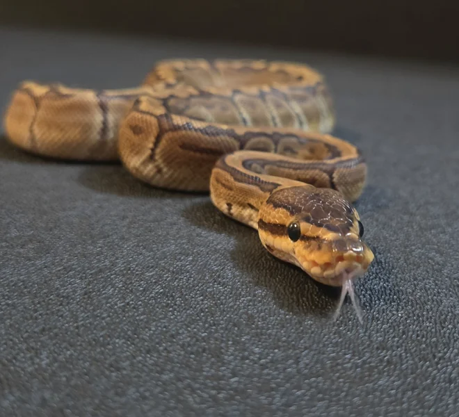 Chocolate Enchi Pinstripe