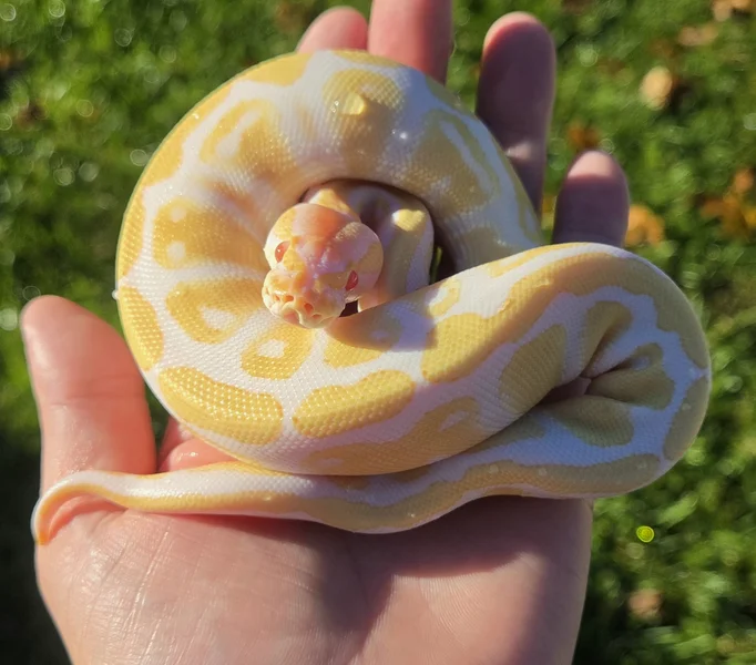 Albino Super Enchi
