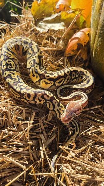 Pastel Hidden Gene Woma Fire