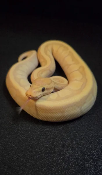 Banana Chocolate Pinstripe Mojave