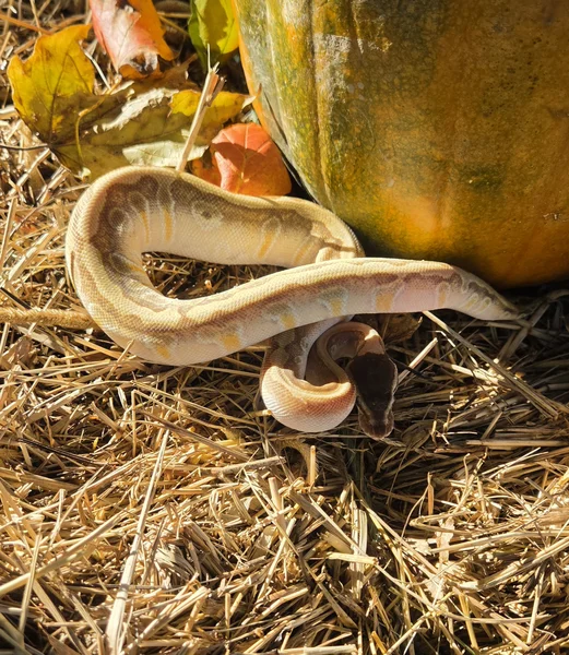Hidden Gene Woma Pastel Enchi Fire