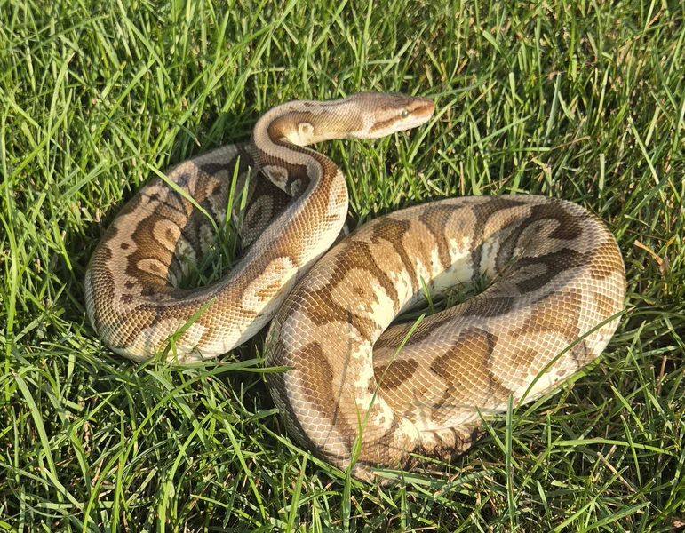 Pastel Hidden Gene Woma