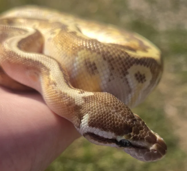 Hidden Gene Woma Pastel Fire Enchi Mojave