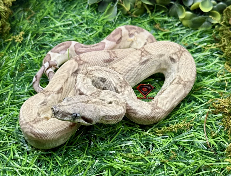 Ghost het Kahl