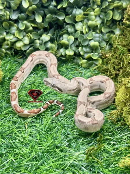  Hypo Jungle het Moonglow 