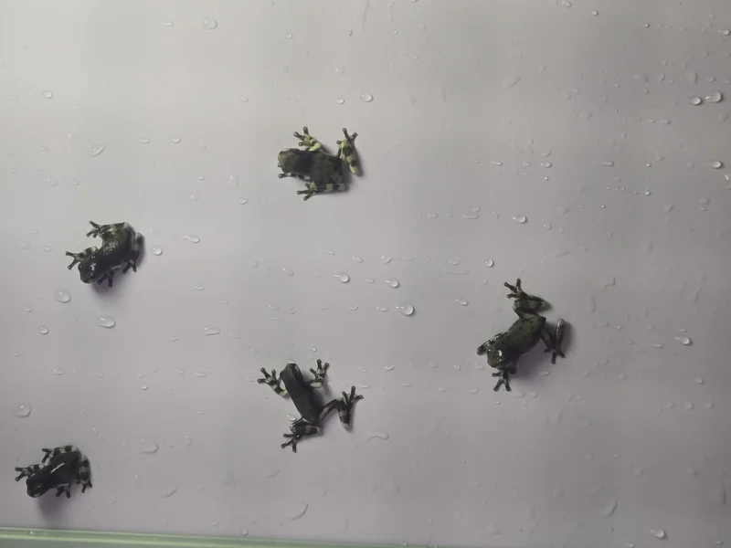 Wholesale Amazon Milk Frogs 