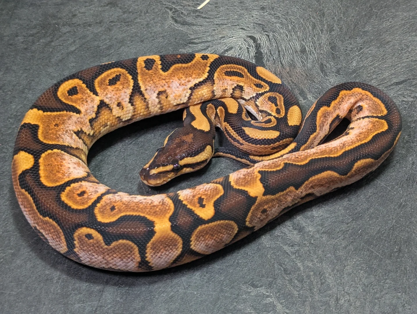 OD Calico YB Special phet Ax/Pied | Ball Pythons | ReptileAds