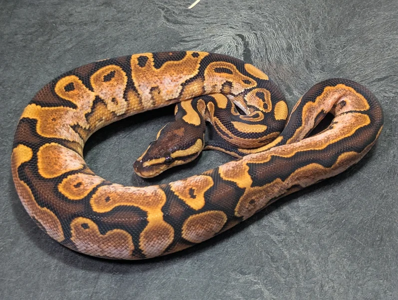 OD Calico YB Special phet Ax/Pied