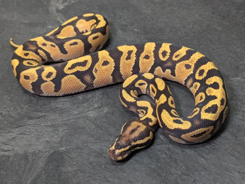 Female OD Fire