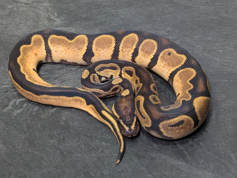 OD Calico phet MJ Ax/Pied