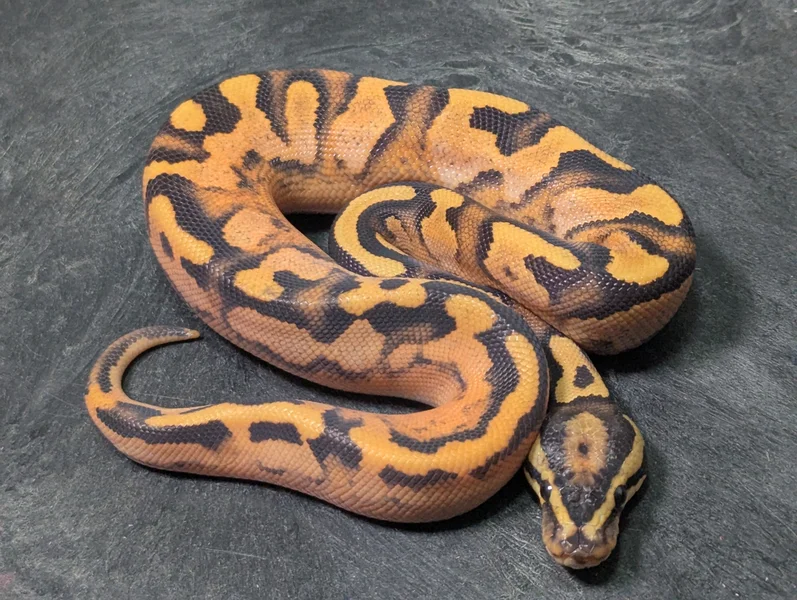Male OD Fire YB Calico Enchi