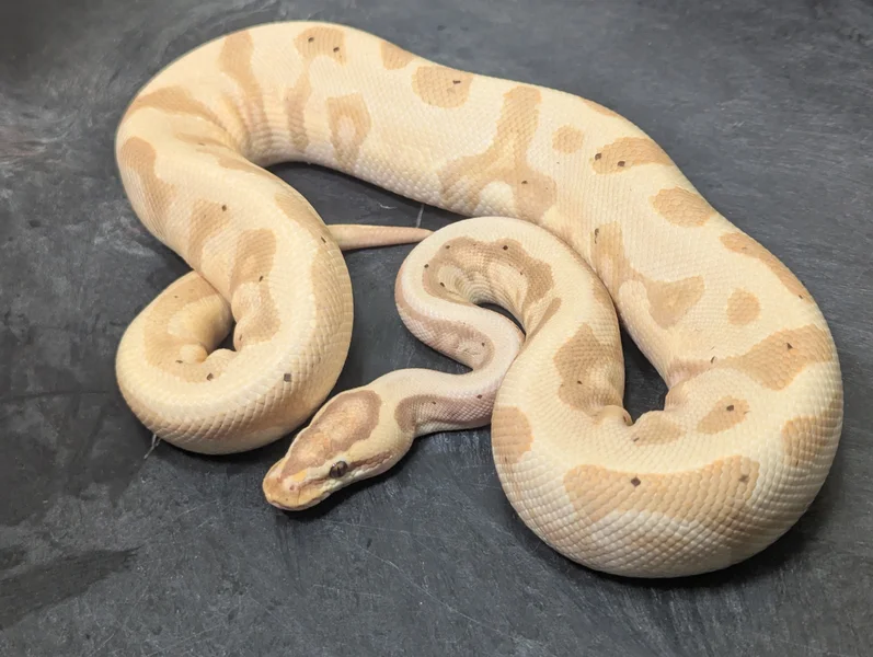 Banana Leopard Enchi 