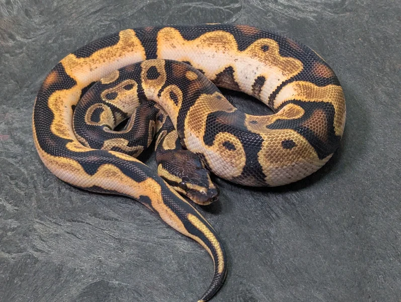 OD Calico YB phet MJ Ax/Pied