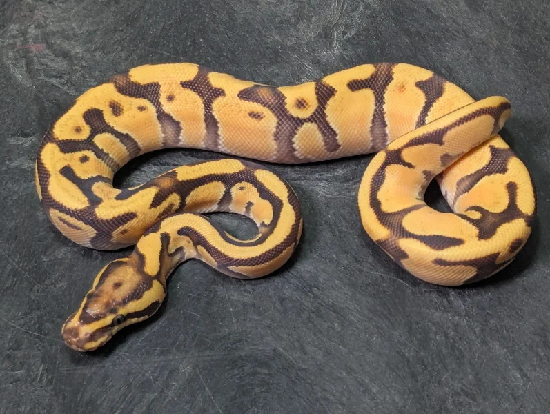 Female OD Enchi Fire