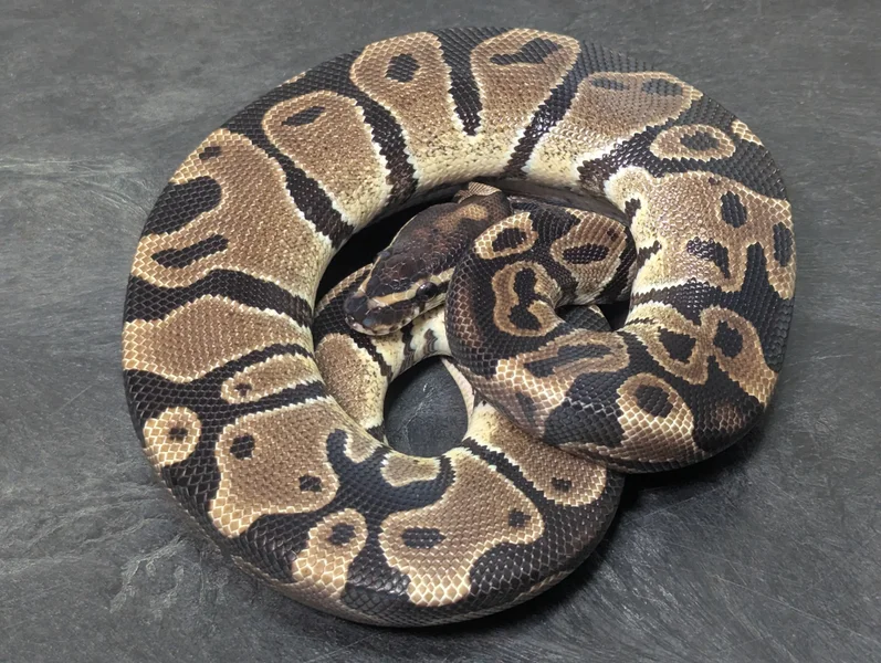 Het MJ Axanthic phet Pied