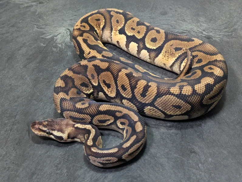 Mahogany Pastel