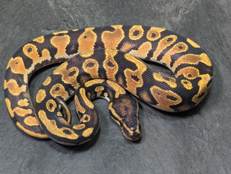 Male OD YB