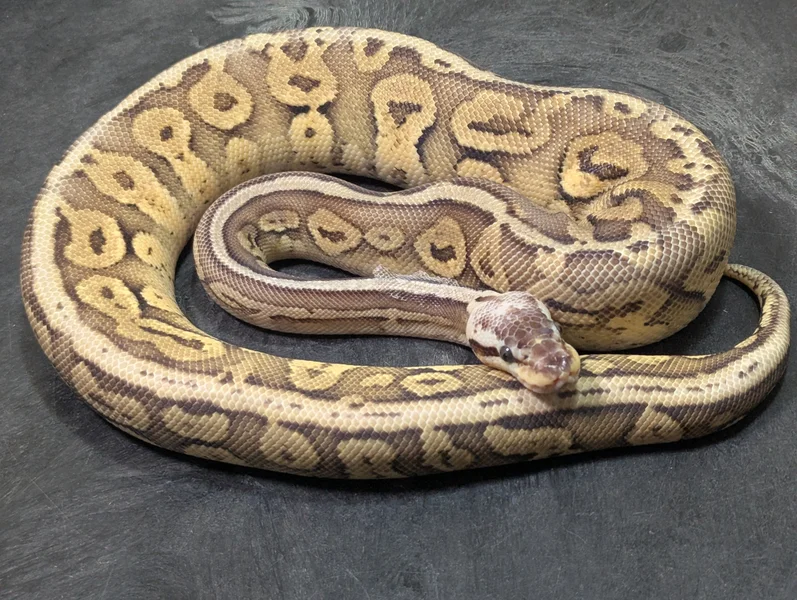 Mahogany Pastel Specter