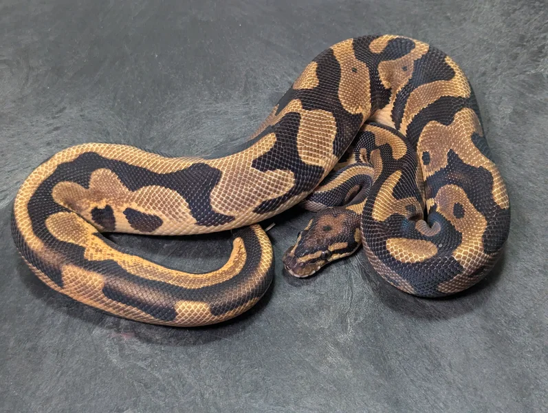 Orange Dream Leopard