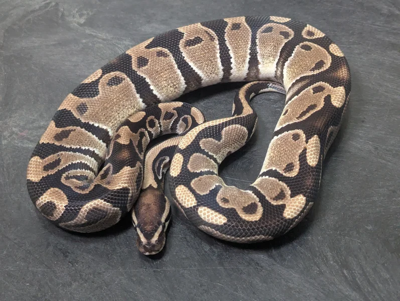 Het MJ Axanthic phet Pied