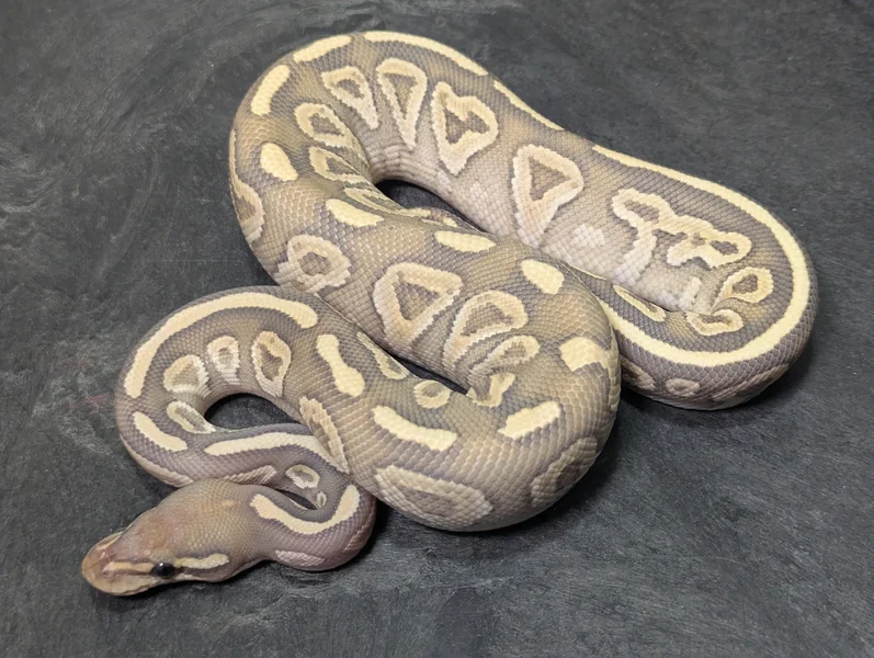 Mojave HRA Hypo