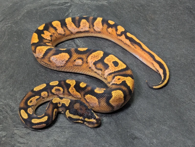 Male OD Enchi YB Calico
