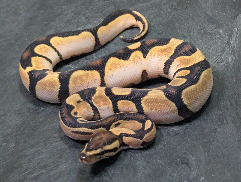 OD Calico YB phet MJ AX/Pied