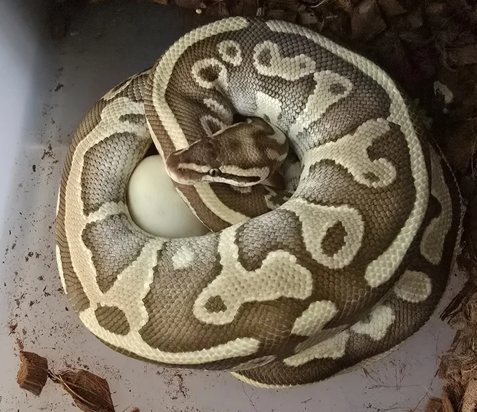 (Proven) Leopard Lesser het Clown