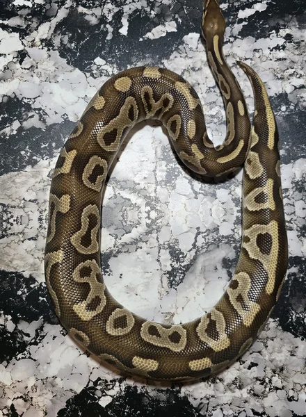 Mojave leopard het clown