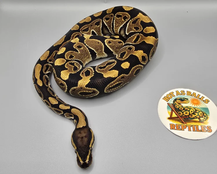 1.0 Normal 100% DH Monarch/Cryptic 66% het Gstripe 