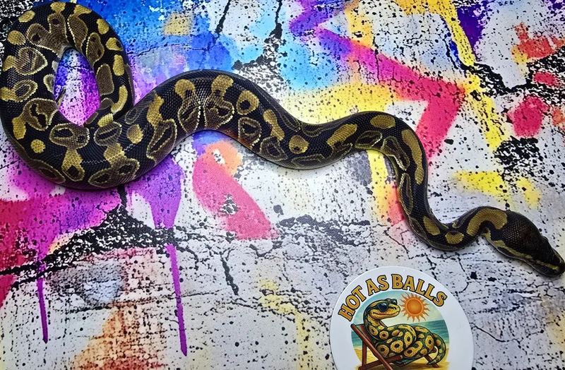 1.0 Normal 100% DH Monarch/Cryptic 66% het Gstripe 