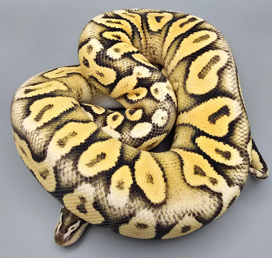 Lace Ball Python Super Pastel Lace yellowbelly (shed test confirmed lace) | Ball Pythons ...