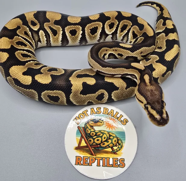Crypton het Gstripe 