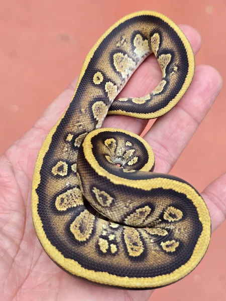 Mystic Yellowbelly Stranger het Clown