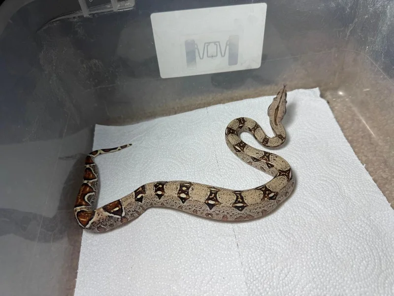 Jungle Possible Hypo Het Albino Monster Tail