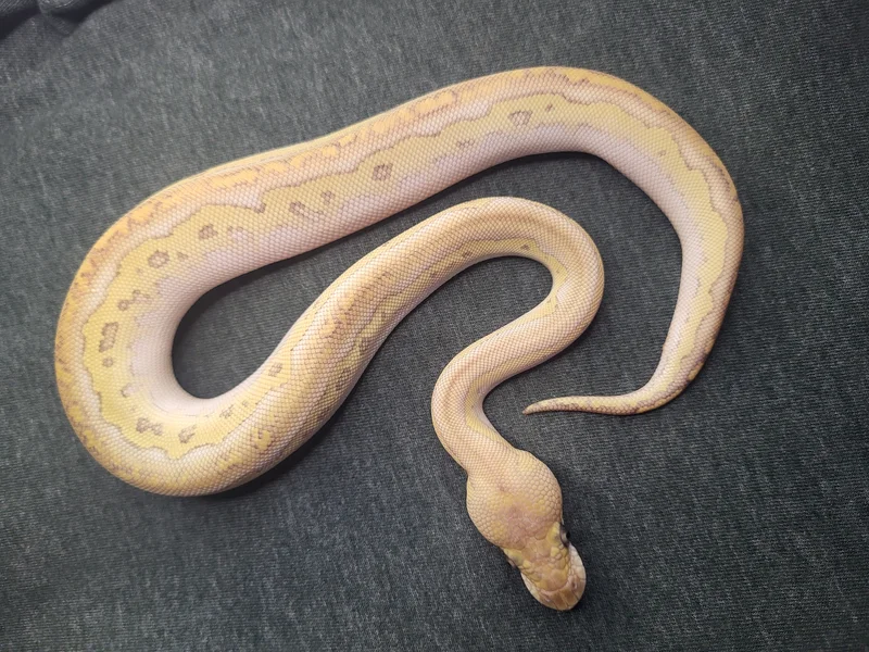 Lesser Black Head Clown
