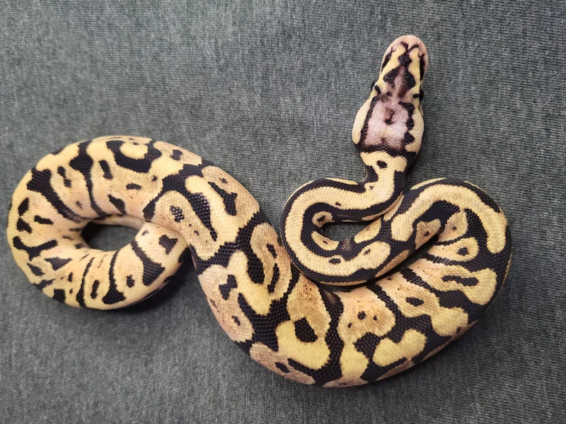 Pastel Orange Dream SpotNose Het Clown
