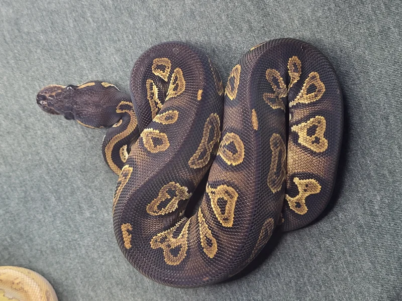 DARK!! Super Black Head  het Clown