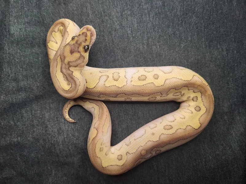 Heart Head, Lesser Black Head Clown!