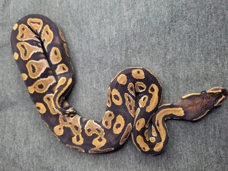 Black Head Het Clown