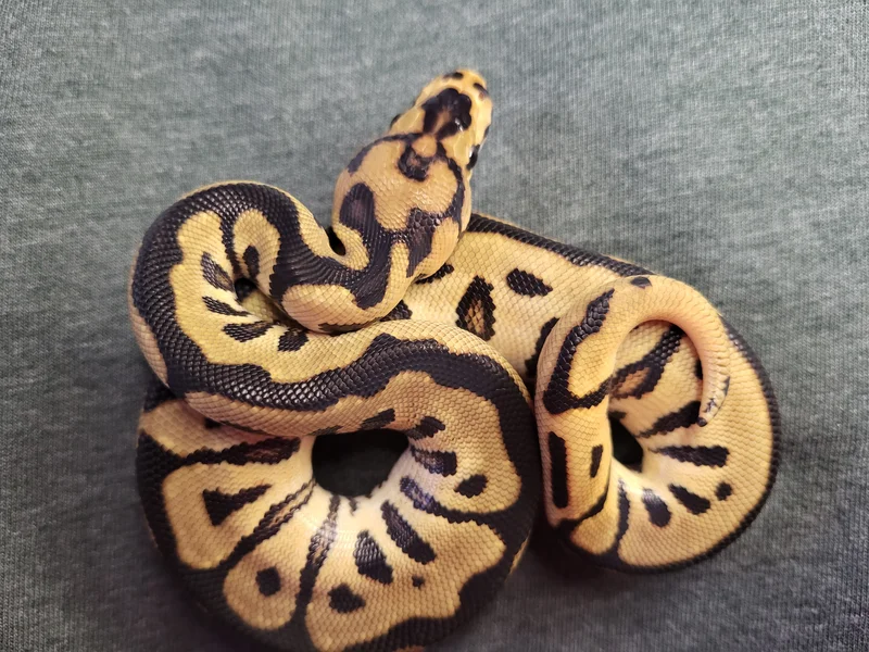 Spotnose Enchi Orange dream Clown