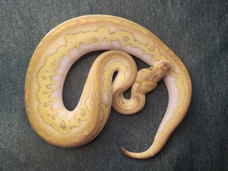 Super Black Head Lesser Clown Female