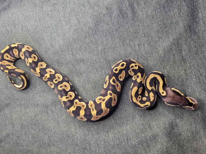 Black Head Pastel Het Clown