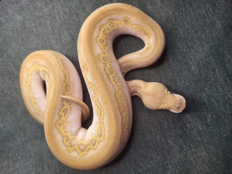 Stunning Super Black Head Lesser Clown