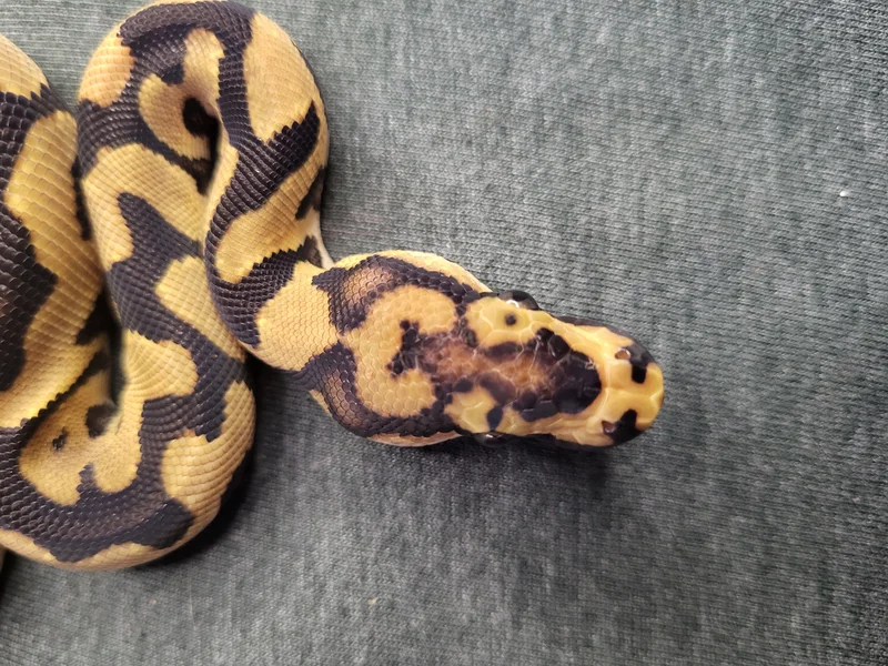 Spotnose Orange Dream clown Female