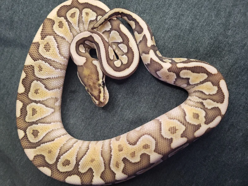 Black Head Lesser het Clown Female