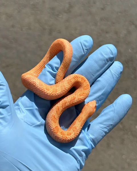Arctic Sunburst Poss Het Lavender Purple Line Extreme Red Lineage