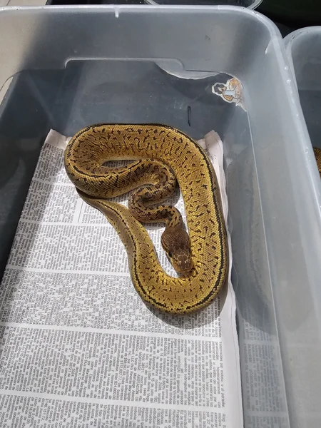 Monsoon het Desert Ghost 