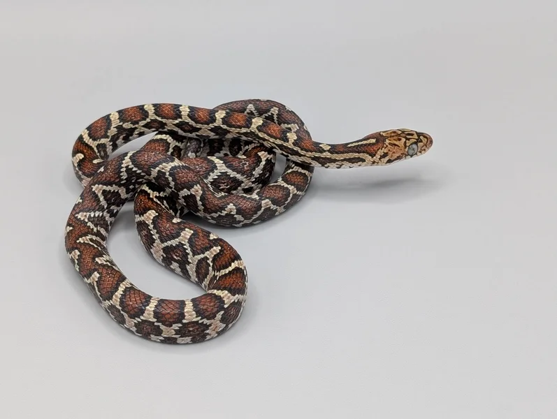 Mexican night snake 