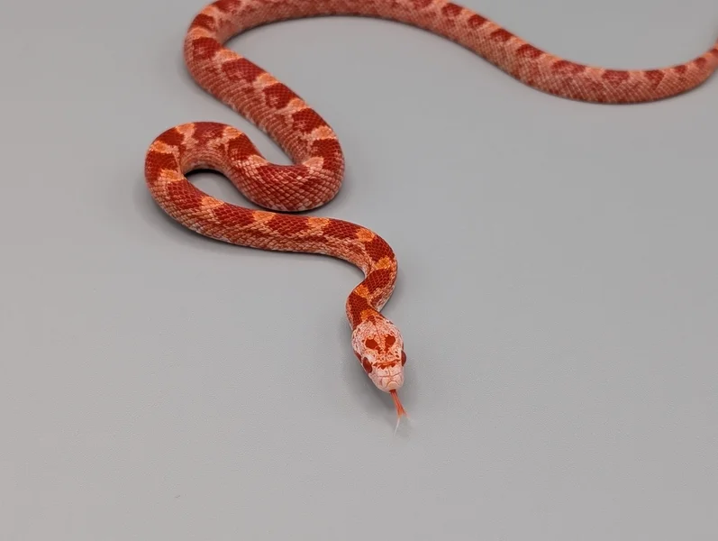 Fire pied side het scaleless anery 